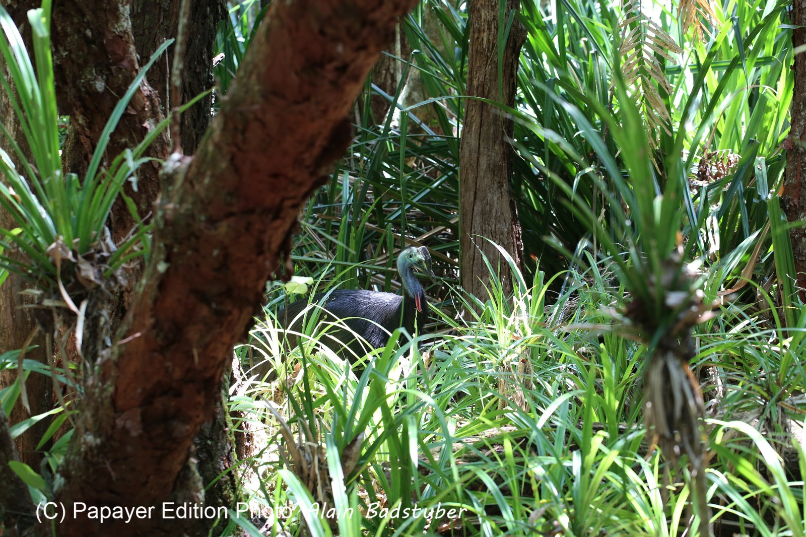 Oiseaux à Cape Tribulation