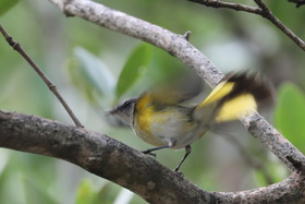 Deuxième séjour à Sarteneja, Bélize, Novembre - Décembre 2021