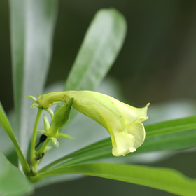 Végétaux et Champignons