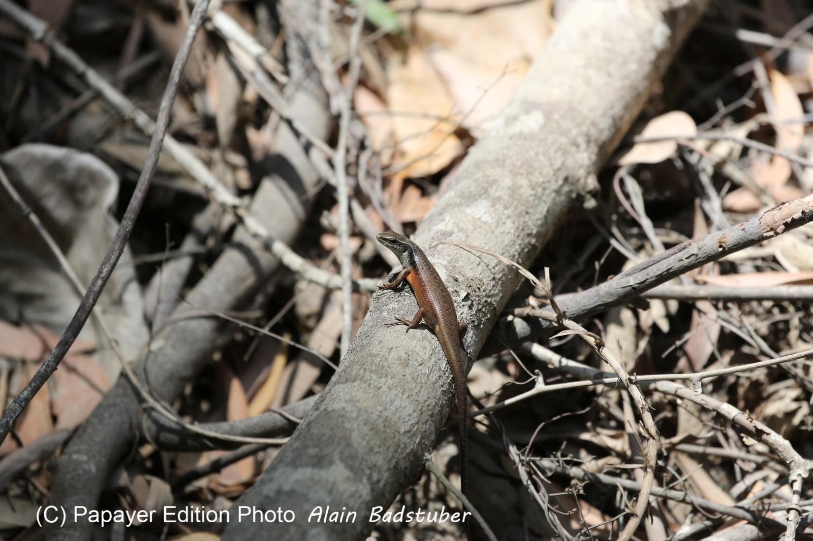 Reptiles à Cape Tribulation