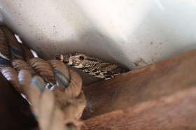 Reptiles à Cape Tribulation