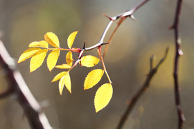 Faune et Flore de Suisse, 2022