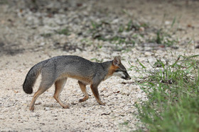 Deuxième séjour à Sarteneja, Bélize, Novembre - Décembre 2021