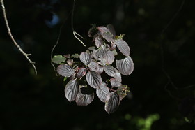 Ile aux oiseaux à Vaumarcus