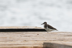 Hopkins, Octobre-Novembre 2021