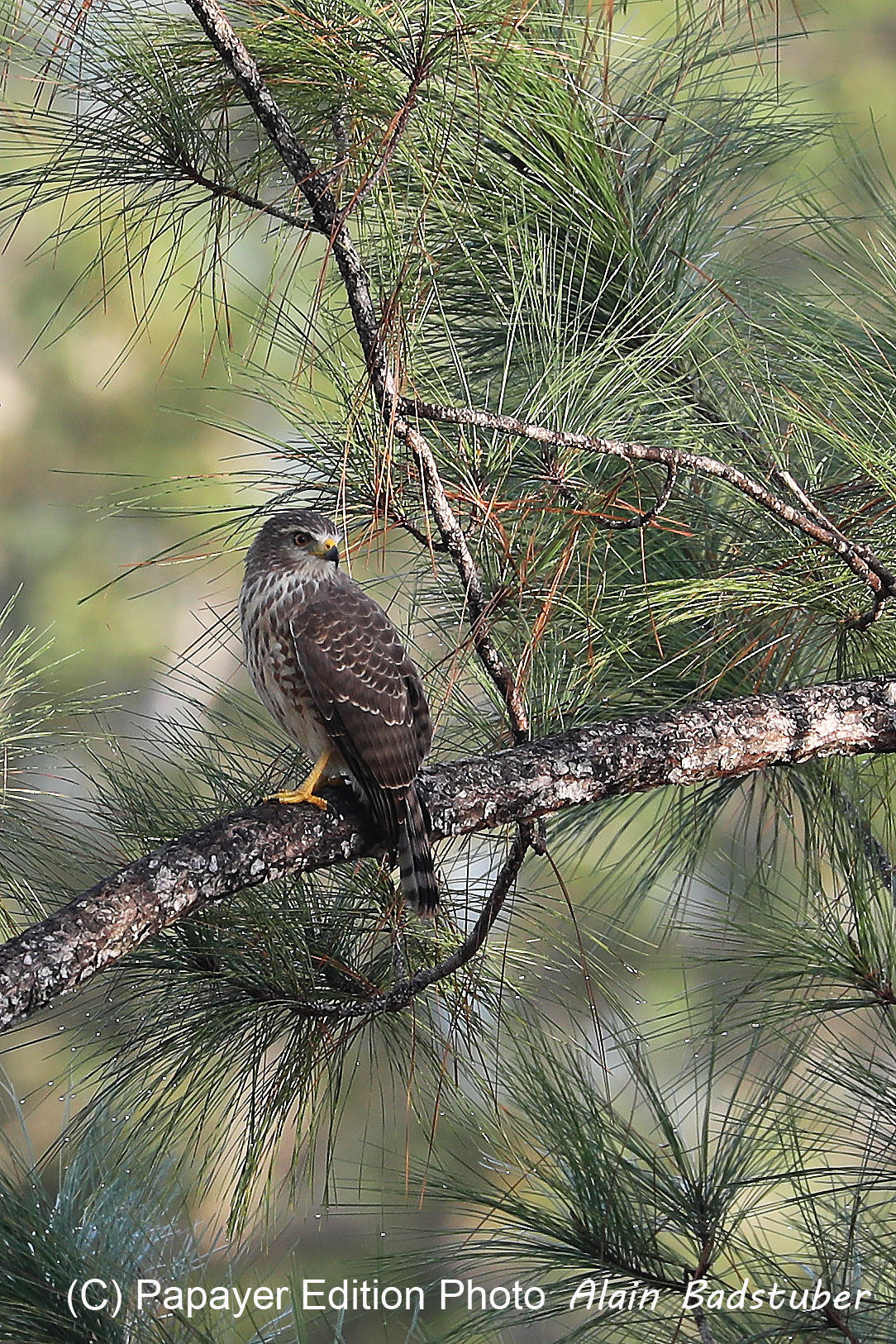 Premier séjour à Crooked Tree , au Bélize en octobre 2021