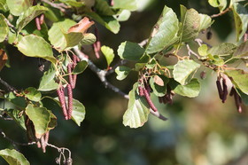 Ile aux oiseaux à Vaumarcus