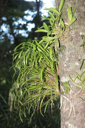 Quatre jours de terrain à Punta Gorda