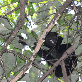 Singes hurleurs à Punta Gorda, Bélize