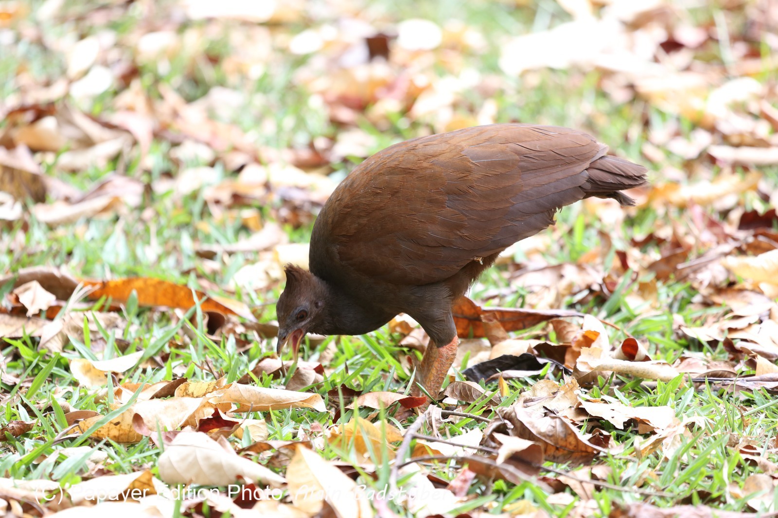 Oiseaux à Cape Tribulation