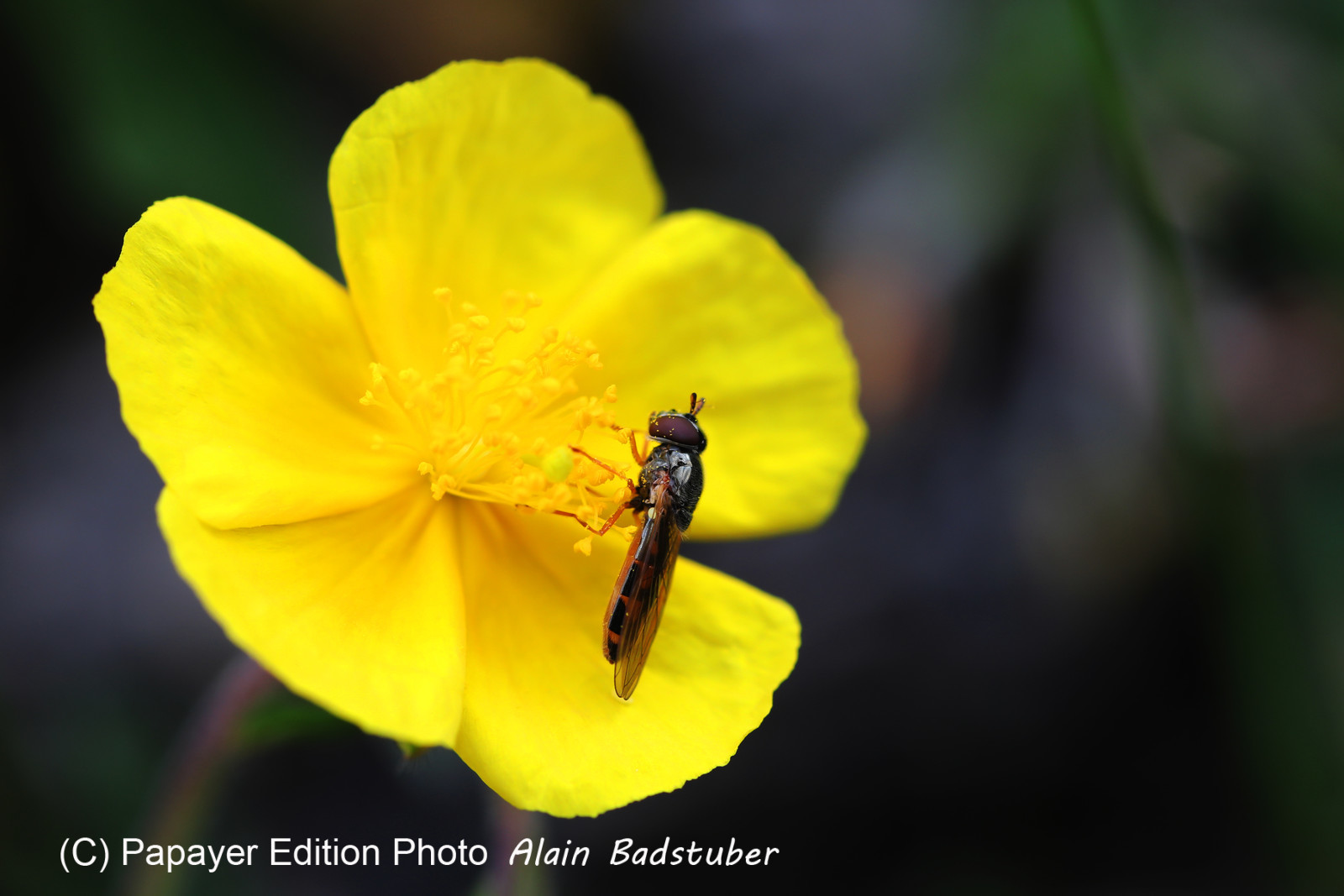 Encore une journée non favorable à la pratique de WingFoil