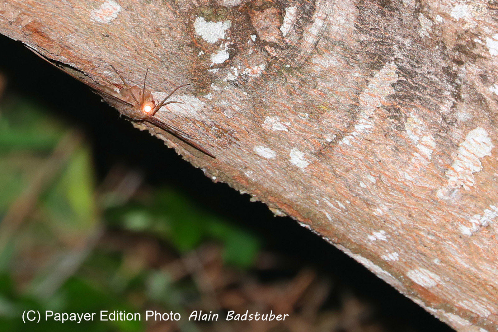 Deuxième séjour à Sarteneja, Bélize, Novembre - Décembre 2021