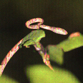 Serpents du Belize, Blunthead Tree Snake