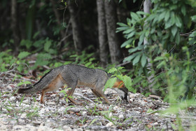 Deuxième séjour à Sarteneja, Bélize, Novembre - Décembre 2021