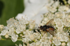 Ballade aux Follatères en mai 2018
