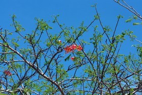 Images_Belize_2011_327