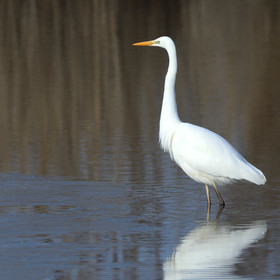 Faune et Flore de Suisse, 2022, Champs-Pittet, Grande Aigrette