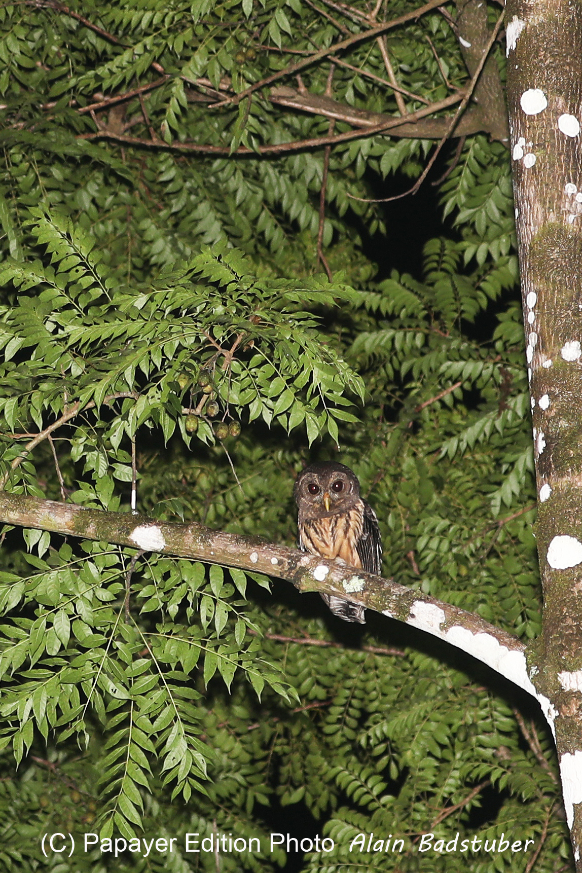 Quatre jours de terrain à Punta Gorda