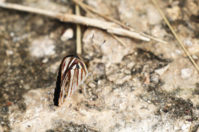 Deuxième séjour à Sarteneja, Bélize, Novembre - Décembre 2021