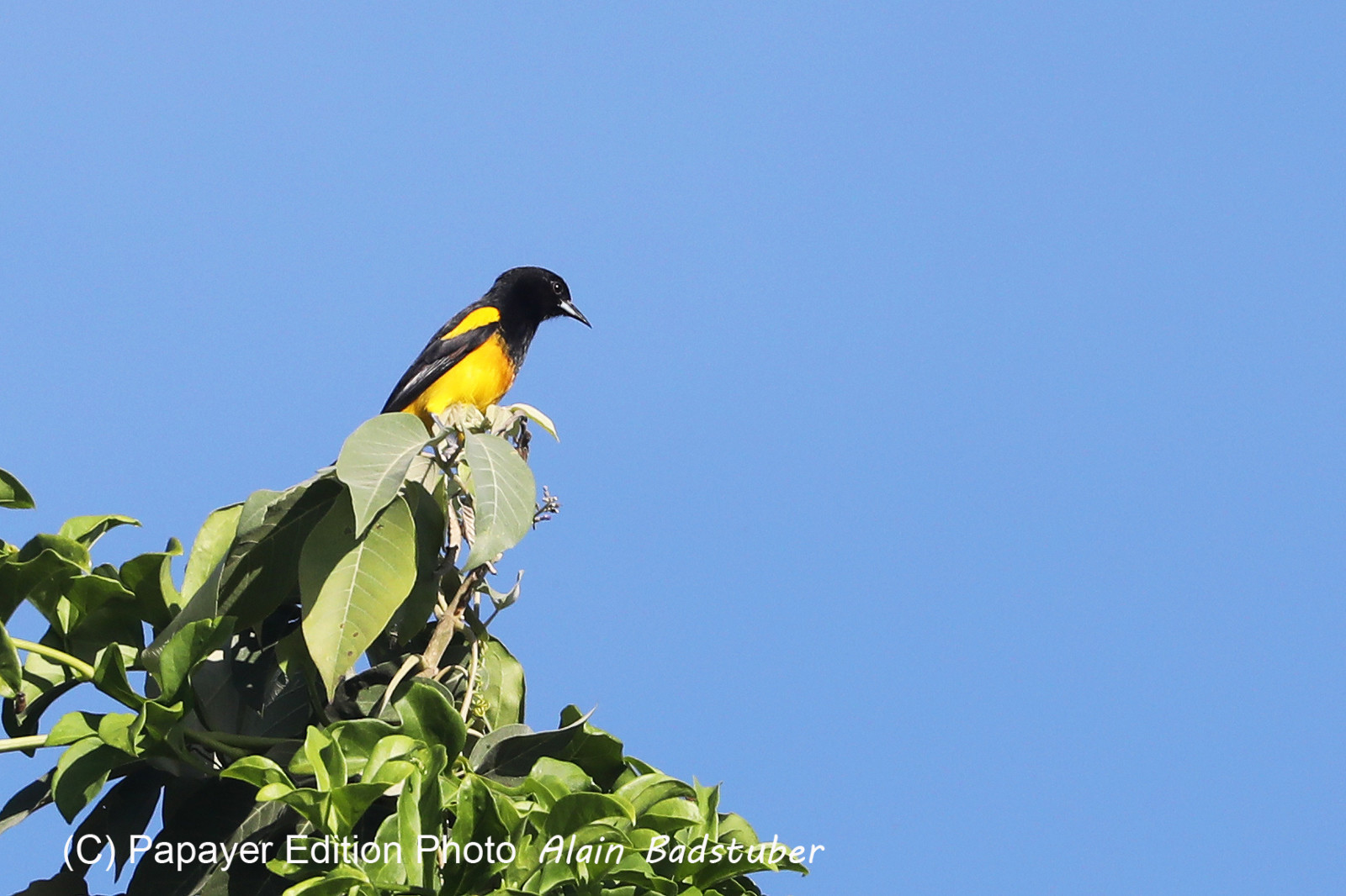Deuxième séjour à Sarteneja, Bélize, Novembre - Décembre 2021