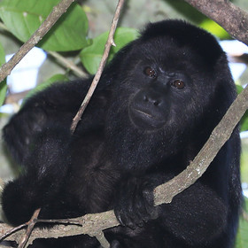 Singes hurleurs à Punta Gorda, Bélize