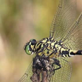 onychogomphus-forcipatus_3.jpg