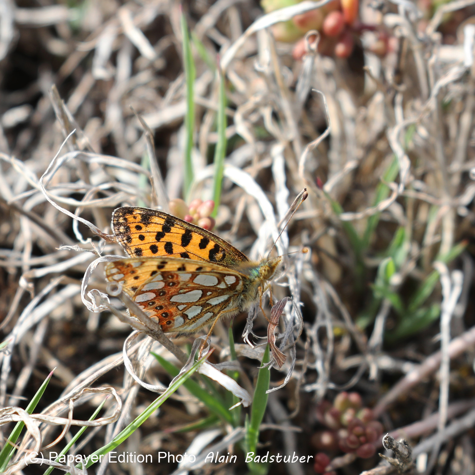 Petit nacré (Issoria lathonis)