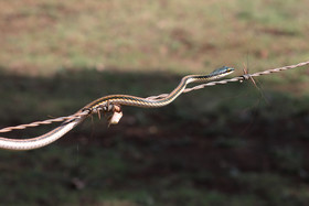 Serpents du Belize, Parrot snake, Leptophis mexicanus