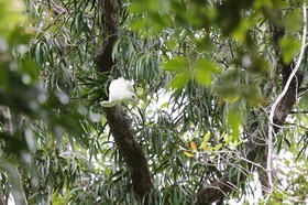 Oiseaux à Cape Tribulation