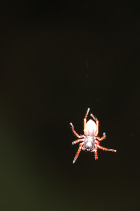 Quatre jours de terrain à Punta Gorda